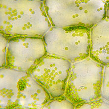 Plant Pathology and Crop Physiology